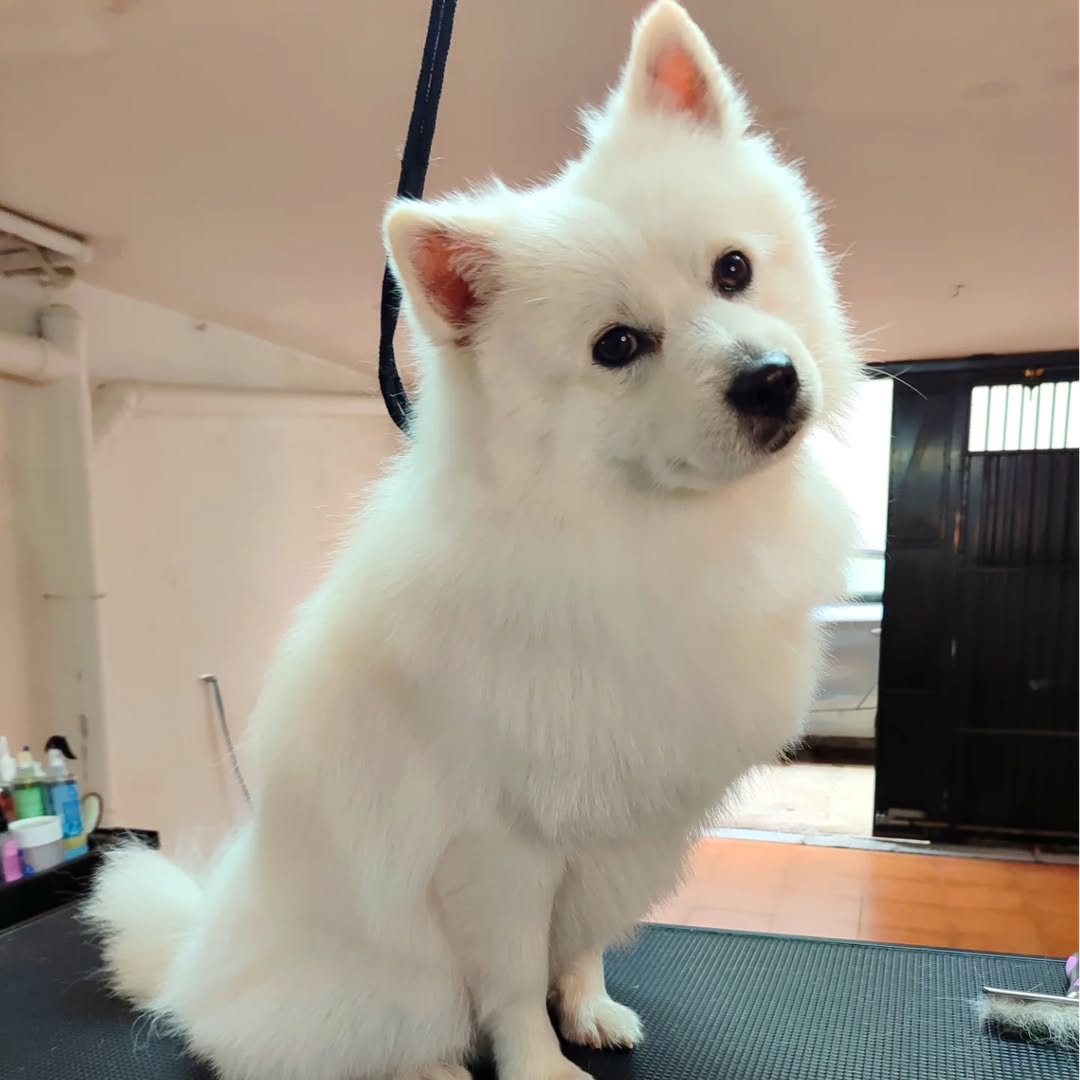 Perro feliz después de un baño en Peluquería Canina Gaia en Priego de Córdoba