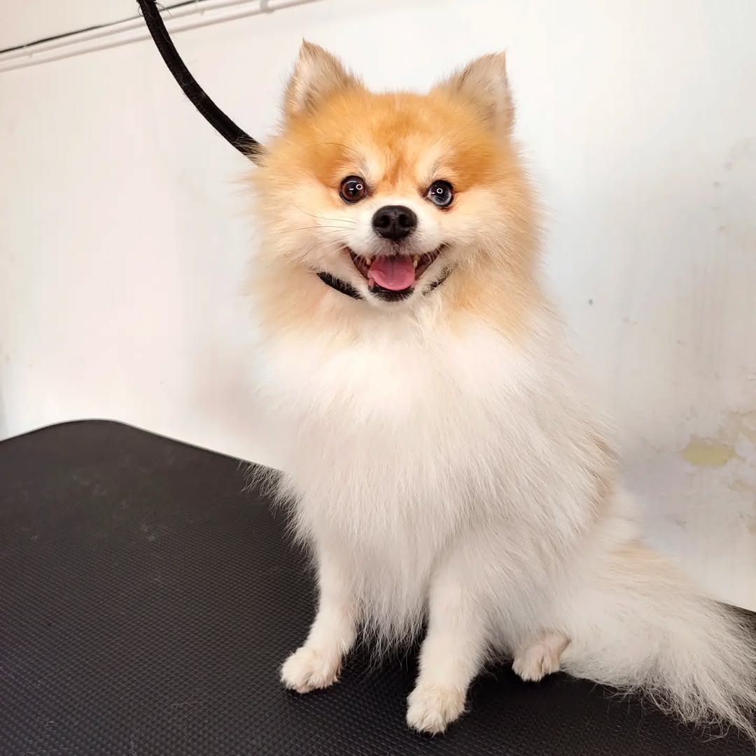 Perro feliz después de un baño en Peluquería Canina Gaia en Priego de Córdoba