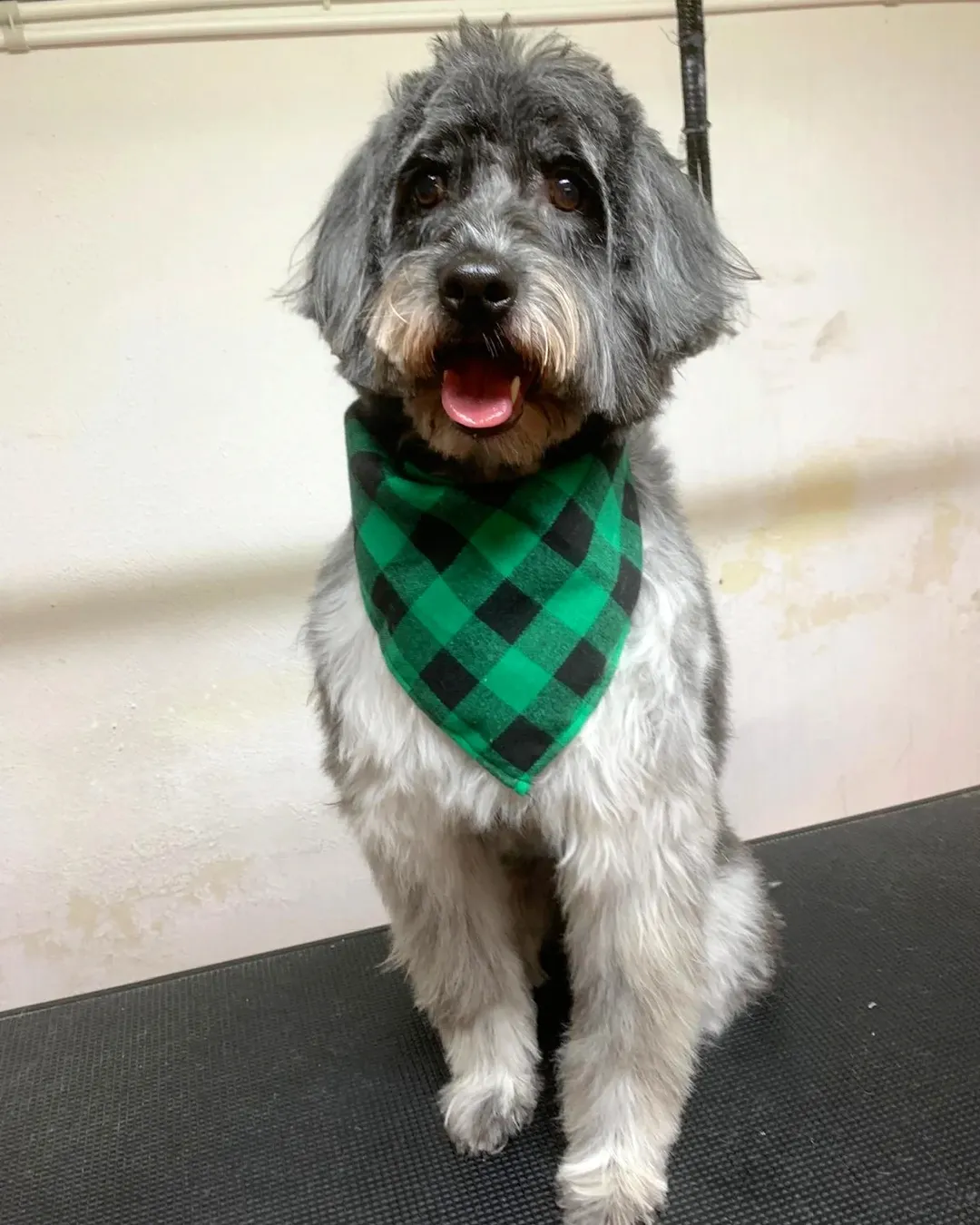 Perro feliz después de un baño en Peluquería Canina Gaia en Priego de Córdoba