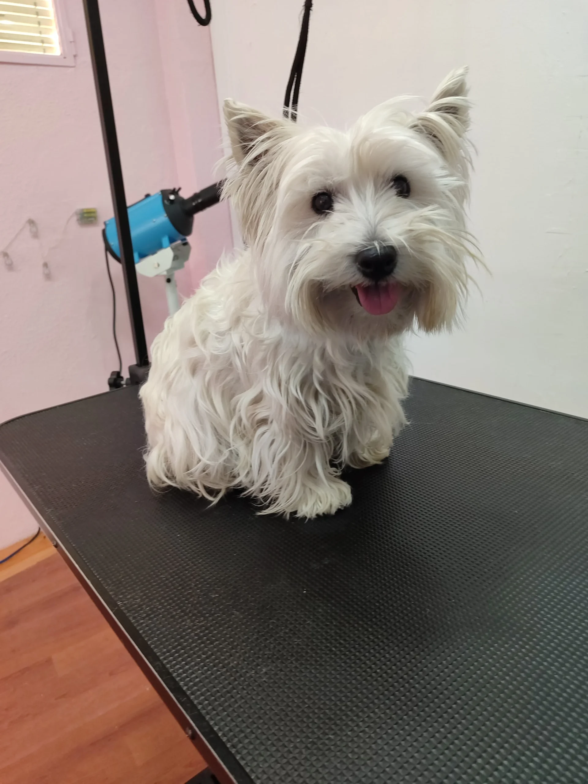 Perro feliz después de un baño en Peluquería Canina Gaia en Priego de Córdoba