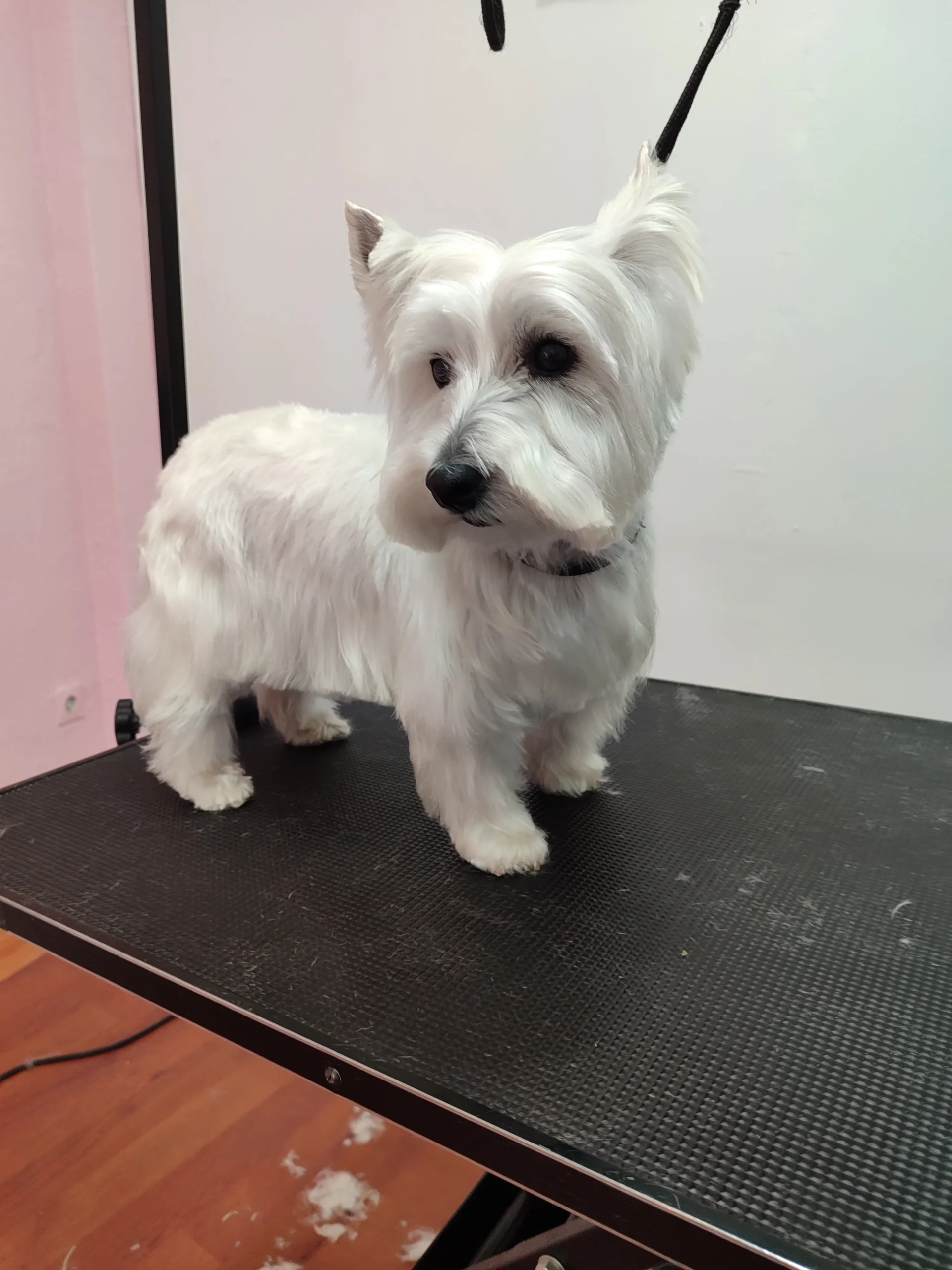 Perro feliz después de un baño en Peluquería Canina Gaia en Priego de Córdoba